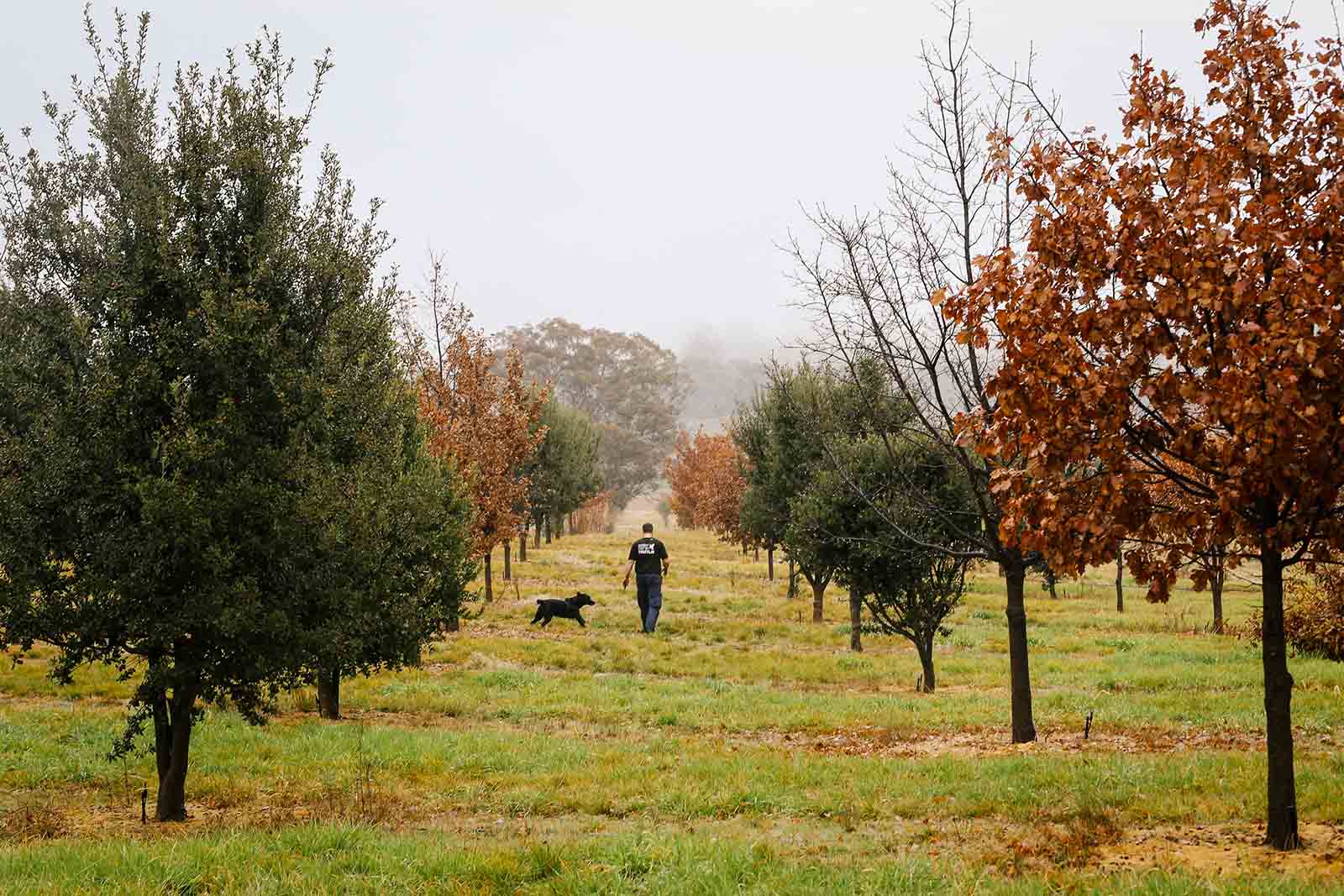 Where to find truffles in Canberra